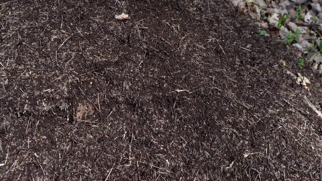 Ant hill with a lot of ants close-up.