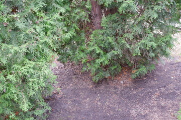 Obraz premium Thuja tree. Branch of a tree. Nature. Bushes. Greens. Nature. Plants