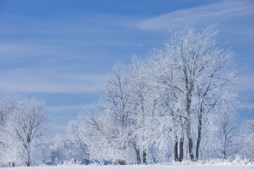Fototapeta na wymiar Winter landscape of frosted trees in a rural setting, Michigan, USA