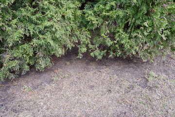 Obraz premium Thuja tree. Branch of a tree. Nature