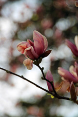 pink magnolia blossom