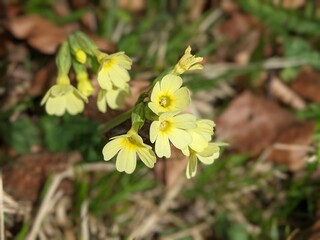 Gelbe Echte Schlüsselblume, Primula veris