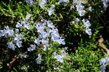Salvia Rosmarinus plant in the garden in Spring