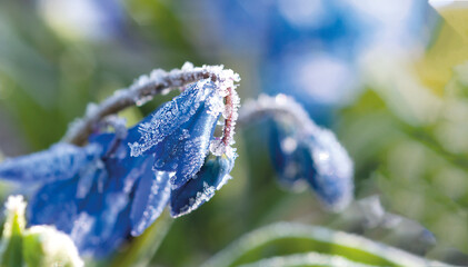 Early spring flowers blue snowdrops, close-up on a blurred background with frost on the flowers and...