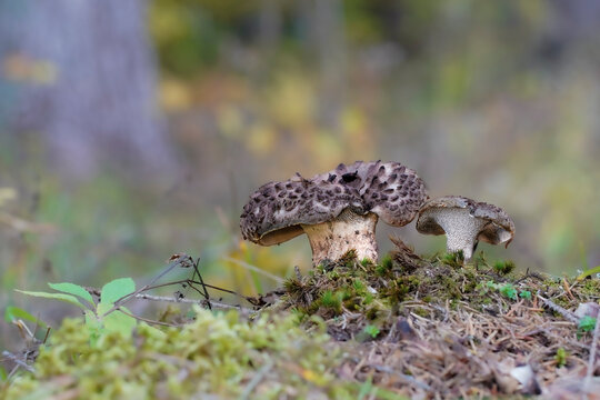 mushrooms of Sarcodon imbricatus, spotted in pine forest