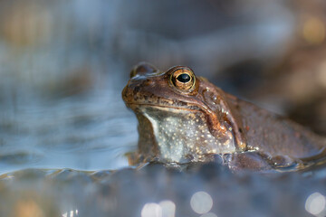 The common frog (Rana temporaria), also known as the European common frog.