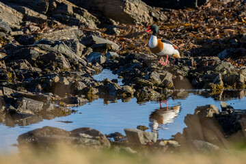 The common shelduck (Tadorna tadorna)