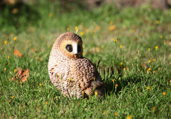 Garden owl figure on green grass