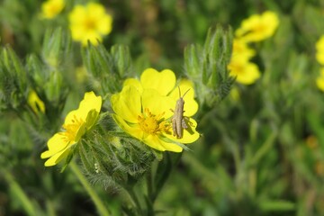 Grasshopper on yellow potentilla flower in the meadow, closeup - obrazy, fototapety, plakaty