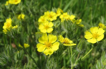 Yellow potentilla flowers in the garden on natural green leaves background