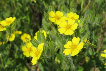Yellow potentilla flowers in spring on green leaves background  - obrazy, fototapety, plakaty