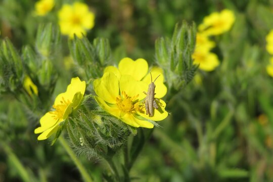 Grasshopper on yellow potentilla flower in the meadow, closeup