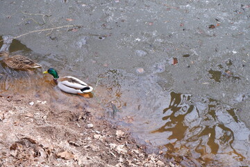 Duck in the river. Ducks on the river bank. Bird.