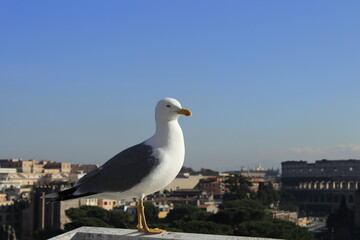Seagull at Rome, with skyline of Historic Forum Area