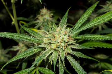 Cogollo de marihuana en floración. Con fondo negro sobre el cultivo de interior, estas flores de cannabis tienen un color verde intenso llamativo. Cogollos de buena calidad, con resina y terpenos.