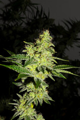 Cogollo de marihuana en floración. Con fondo negro sobre el cultivo de interior, estas flores de cannabis tienen un color verde intenso llamativo. Cogollos de buena calidad, con resina y terpenos.