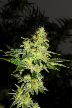 Cogollo de marihuana en floraci&oacute;n. Con fondo negro sobre el cultivo de interior, estas flores de cannabis tienen un color verde intenso llamativo. Cogollos de buena calidad, con resina y terpenos.