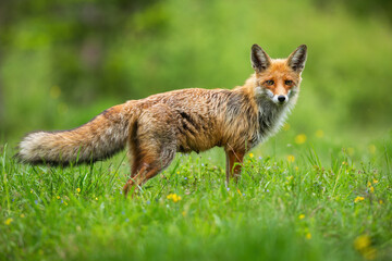 Curious red fox, vulpes vulpes, standing while hunting on the wildflower meadow