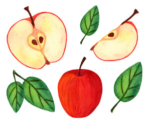 Apple half and slice watercolor set. Red whole apple, cross section with seeds and leaves collection isolated on white background. 