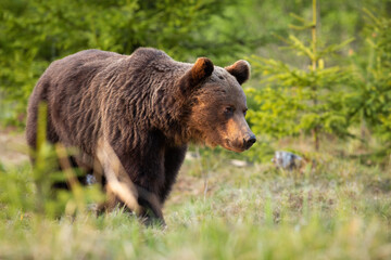 Brown bear walking in woodland in summertime nature