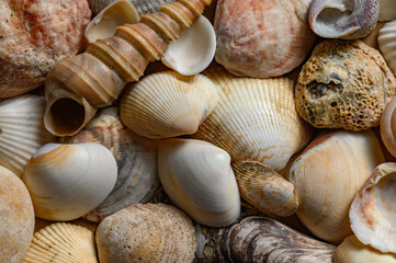 Seashells of various shapes and types. Background