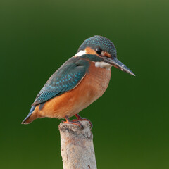 Common Kingfisher, Alcedo atthis, sitting on a branch