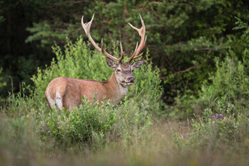 Naklejka na ściany i meble Red deer looking in woodland in summertime nature.