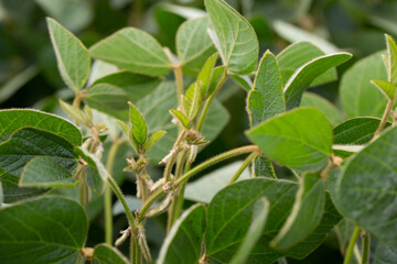 Soy flowers in sunny field. Green growing soybeans