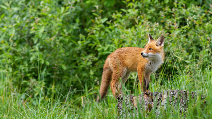 Attentive red fox cub walking on the tree stump in the green forest