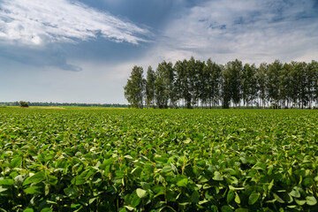 Close-up of a soybean plant field under a blue sky on a summer day