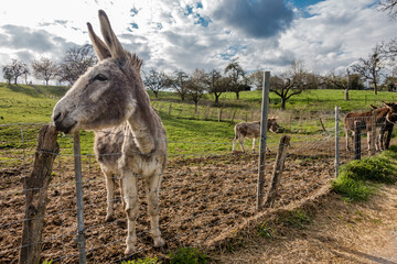 Junge Esel auf der Weide