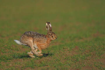 hare is running in the beautiful light ,european wildlife, wild animal in the nature habitat, , lepus europaeus © Ivan