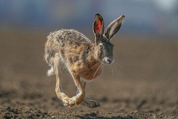 hare is running in the beautiful light ,european wildlife, wild animal in the nature habitat, , lepus europaeus