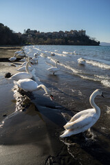 Anguillara Sabazia, Lazio, Italy, 02/10/2018: a group of swans on the shores of Bracciano lake in Anguillara Sabazia.