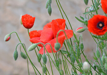 Flowering wild poppy (Papaver rhoeas)