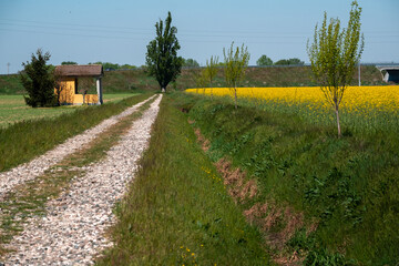 Fototapeta na wymiar Dirt road between green fields in spring