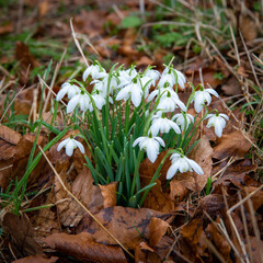 snowdrops in the forest