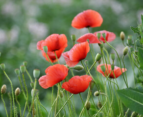 Flowering wild poppy (Papaver rhoeas)