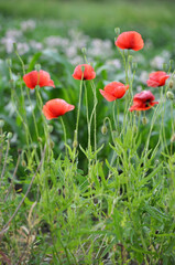 Flowering wild poppy (Papaver rhoeas)