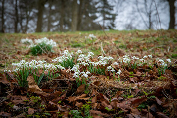 flowers  in the forest