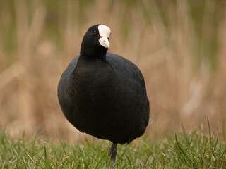 Eurasian coot (Fulica atra) standing on one leg, Gdansk, Poland