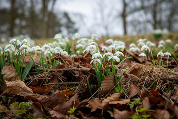 snowdrops in the forest