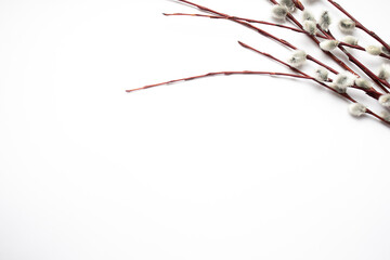 Easter concept. White Easter background with the willow branches.
