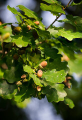 Acorn on a tree with leaves.