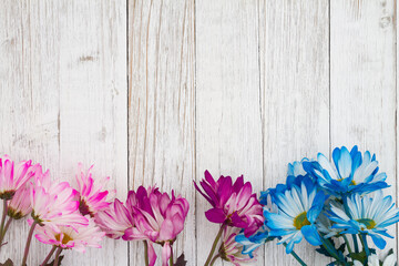 Blank blue and pink daisies bunch of flowers on a weathered whitewashed wood background