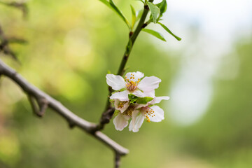 Pink almond blossom on an almond tree. Flowering almonds in the spring garden. Prunus dulcis. 