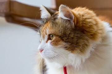 Calico cat head portrait looking away. 