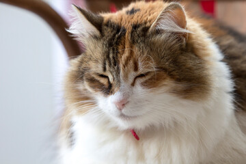 Fototapeta premium Head portrait of a sleepy calico cat with long fur. 