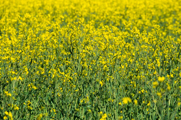 Field of yellow flowers in spring