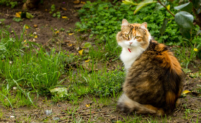 Cute Calico cat in full body portrait, seen from back, looking at lens, in a garden with foliage. 